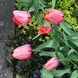 Meet your Posher, Wendy